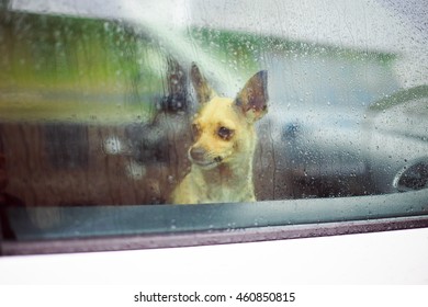 Chihuahua In The Car. Little Dog Looking In The Car Window In The Rain