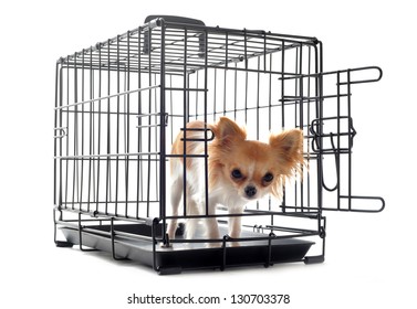 chihuahua closed inside pet carrier isolated on white background