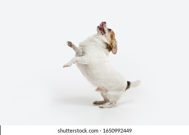 Chihuahua Companion Dog On The Run. Cute Playful Creme Brown Doggy Or Pet Playing Isolated On White Studio Background. Concept Of Motion, Action, Movement, Pets Love. Looks Happy, Delighted, Funny.