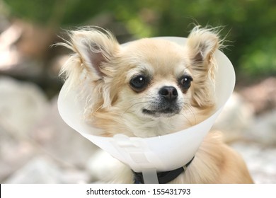 Chihuahua With Cone (buster) Collar