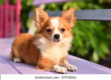 Chihuahua Dog