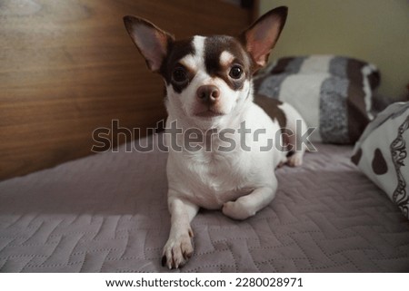 Chihuahua dog. Adult chihuahua. Male Chihuahua. Dog nails. Dog alone. Lonely dog. Deer-head chihuahua. Pear-shaped face.