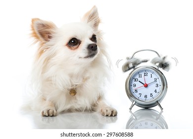 Chihuahua dog with alarm clock