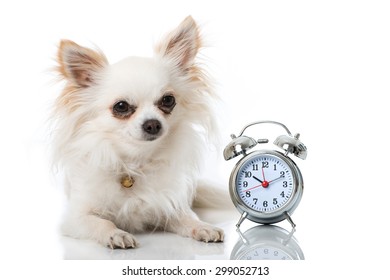 Chihuahua dog with alarm clock
