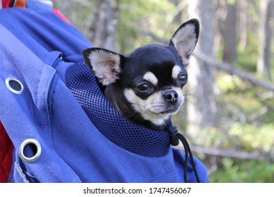 Chihuahua Dog In A Backpack. 