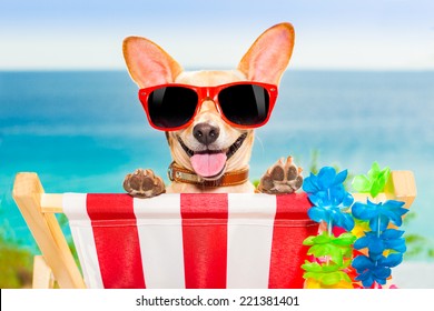 Chihuahua Dog Beach Having Relaxing Time Stock Photo 221381401 ...