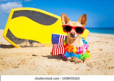 3,418 Chihuahua On Beach Images, Stock Photos & Vectors | Shutterstock