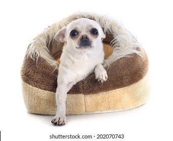 Chihuahua In Dog Bed In Front Of White Background