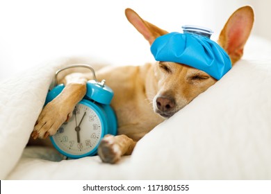 Chihuahua Dog In Bed Resting Or Sleeping , With Alarm Clock  Feeling Sick And Ill With A Hangover From Last Night