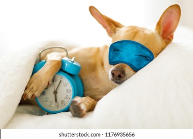 chihuahua dog in bed resting or sleeping , with alarm clock  ringing in  bedroom under the blanket , to early for wake and get up wearing sleeping mask