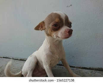 Chihuahua Short Hair Stock Photos Images Photography Shutterstock