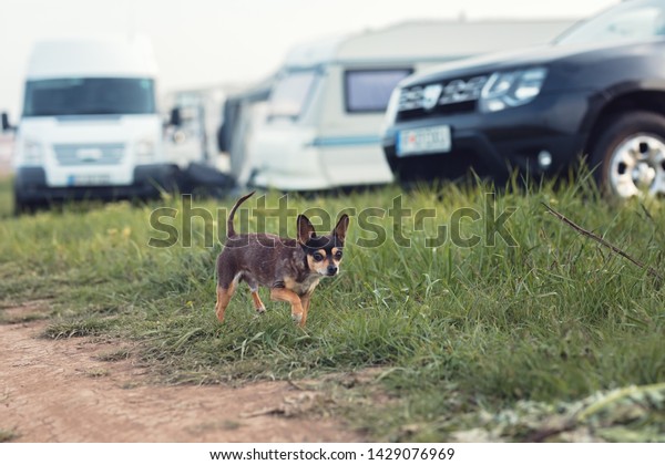 chihuahua dog in a\
caravans camping site