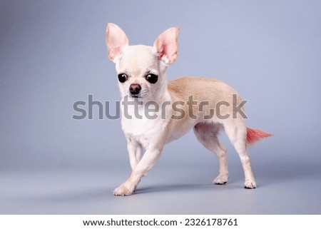 Chihuahua dog close-up on a gray background.