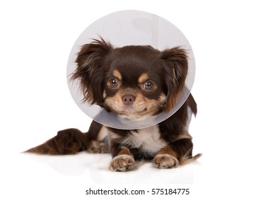 Chihuahua Dog In A Cone