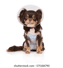 Chihuahua Dog In A Cone And Robe On White