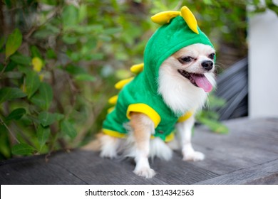 Chihuahua Dog With Dinosaur Costume