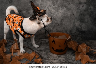 Chihuahua Dog Dressed Up With Halloween Hat On Dark Isolated Background And Orange Decorations.Place For Text.