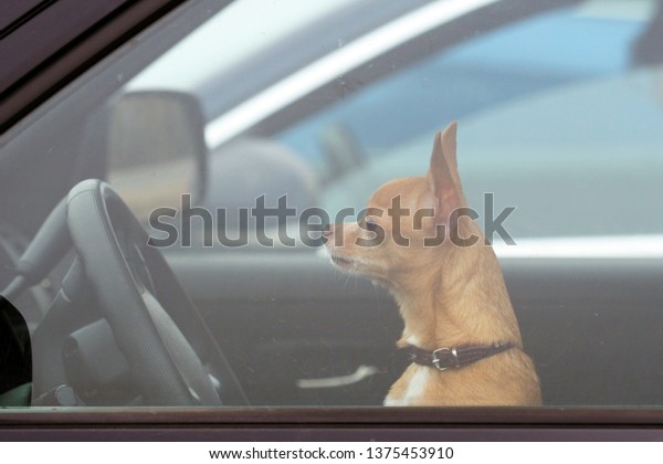 Chihuahua. Dog driving a\
car. Small dog waiting for owners inside the locked car. Danger of\
pet overheating
