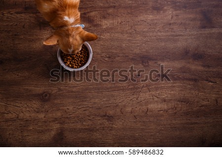 Chihuahua dog eat feed. Bowl of dry kibble food. Healthy pets meal. Blue plate on wooden rustic background.
