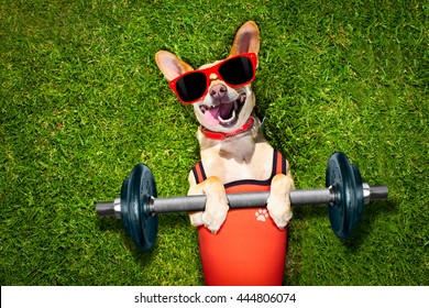Chihuahua Dog Exercising Sport With Dumbbell Bar In   Park On Meadow Grass