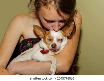 Chihuahua Dog With Eye Disease - One Eye Removed Due To Glaucoma, Other Eye With Cataract 