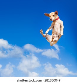chihuahua dog flying and jumping in the air , blue sky as backdrop, funny and crazy face