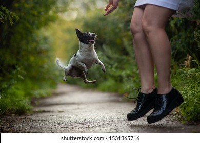 Chihuahua Dog Funny Jumping With His Master Friend