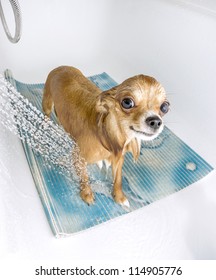 chihuahua dog getting pleasure  from shower in bath