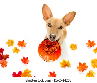 Chihuahua Dog Ghost For Halloween ,  Scary And Spooky Looking Up To Owner , For Trick Or Treat With Pumpkin Lantern In Autumn