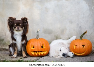 golden retriever pumpkin pattern