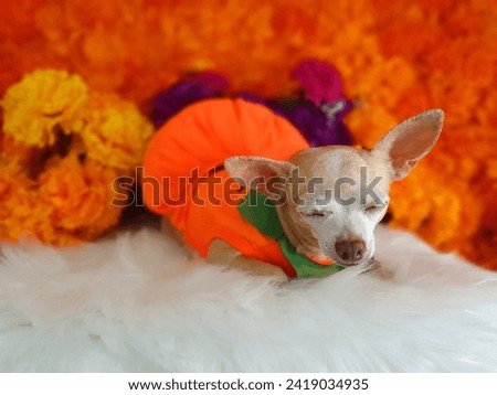 Chihuahua dog with halloween costume and floral background 