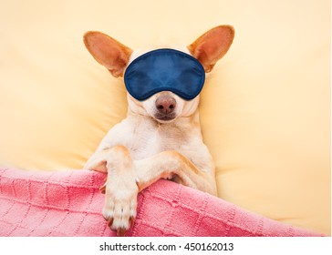 Sleeping Dog Eye Mask Images Stock Photos Vectors Shutterstock
