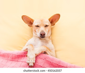 Chihuahua Dog  With  Headache And Hangover Sleeping In Bed Like A Baby With Pacifier Dreaming Sweet Dreams