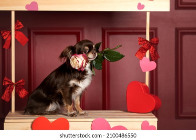 Chihuahua Dog Holding Rose In Mouth For Valentine's Day