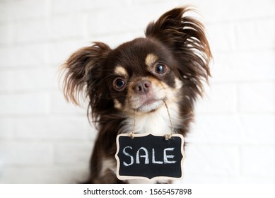 chihuahua dog holding a sale banner in mouth