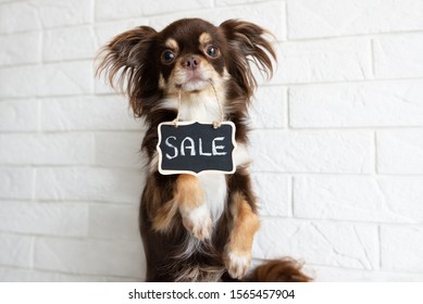 Chihuahua Dog Holding Sale Banner In Her Mouth