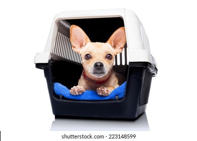 Chihuahua Dog Inside A Box Or Crate For Animals, Waiting For An Owner, Isolated On White Background