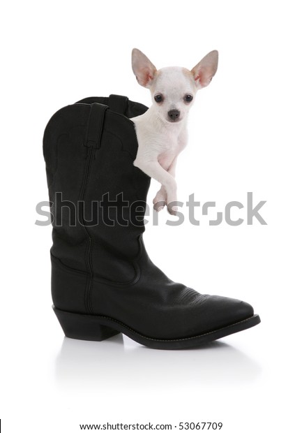 dog cowboy boots