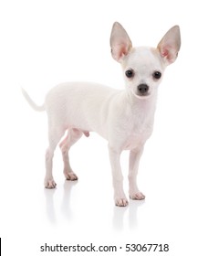 white toy chihuahua