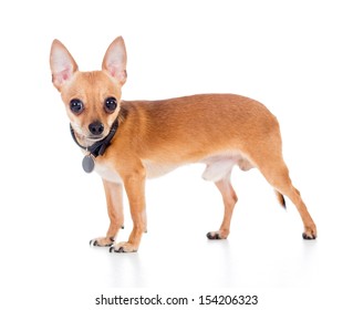 chihuahua dog isolated on white background Adlı Stok Fotoğraf