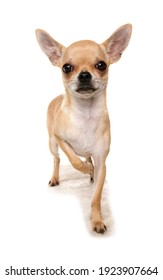White Chihuahua Images, Stock Photos & Vectors | Shutterstock