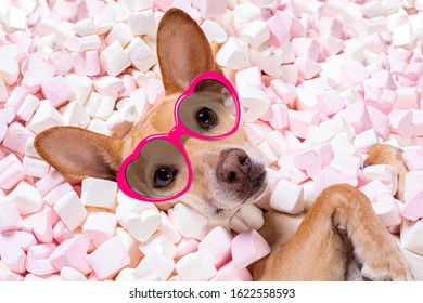 Chihuahua Dog Looking And Staring At You   ,while Lying  Bed Full With  Marshmallows  In Love, For Valentines Or Wedding With Fancy Sunglasses