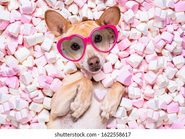 Chihuahua Dog Looking And Staring At You   ,while Lying  Bed Full With  Marshmallows  In Love, For Valentines Or Wedding With Fancy Sunglasses