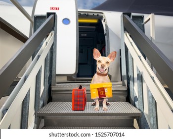 Chihuahua   Dog  With Luggage Bag Ready To Travel As Pet In Cabin In Plane Or Airplane As A Passanger, For Summer Vacation Holidays