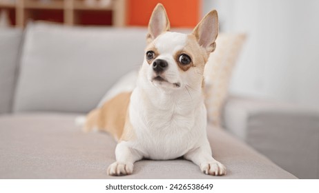 Chihuahua dog lying comfortably on a gray couch indoors, looking attentive and curious. - Powered by Shutterstock