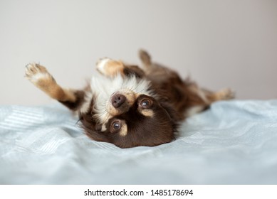 Chihuahua Dog Lying On The Bed Upside Down