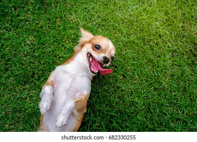 Chihuahua  Dog Lying On The Lawn.