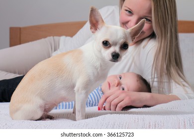 Chihuahua Dog On Bed In Front Of Woman An Baby. Growing Up With A Pet Concept At Home.  Selective Focus On Dog