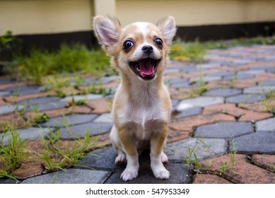 Chihuahua dog on the cement floor. - Powered by Shutterstock