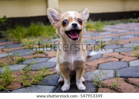 Chihuahua dog on the cement floor.
